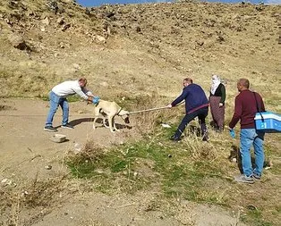 Köpek tarafından ısırıldı! Kuduz tespit edildi