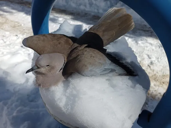 insanligin-dondugu-fotograf-kumru-dondurucu-sogukta-telef-oldu-1643020109183.jpg İnsanlığın donduğu fotoğraf! Kumru dondurucu soğukta telef oldu-4