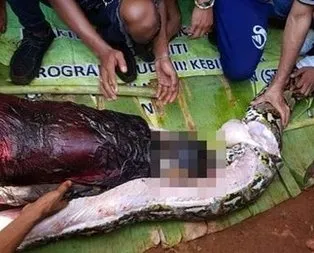 Endonezya’da piton kadını yuttu