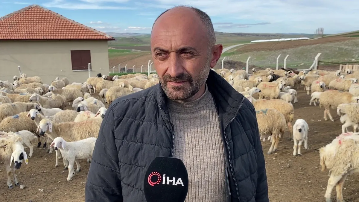 Yozgat'ta öğretmenliği bırakıp devlet desteği ile koyun yetiştiriciliğine başladı! Şimdi tam 500 koyunu var
