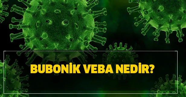 Bubonik veba nedir? Bubonik veba belirtileri nelerdir, tedavisi nasıl?