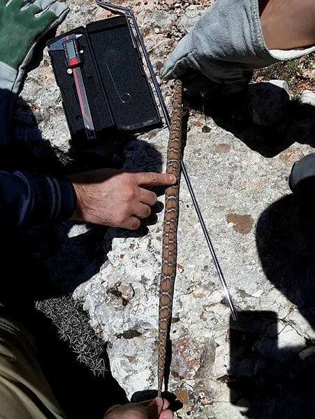 nesli-tukenme-tehlikesi-altinda-olan-beyaz-bantli-dag-engeregi-sivasta-goruldu-1622031369174.jpg Nesli tükenme tehlikesi altında olan 'beyaz bantlı dağ engereği' Sivas'ta görüldü-3