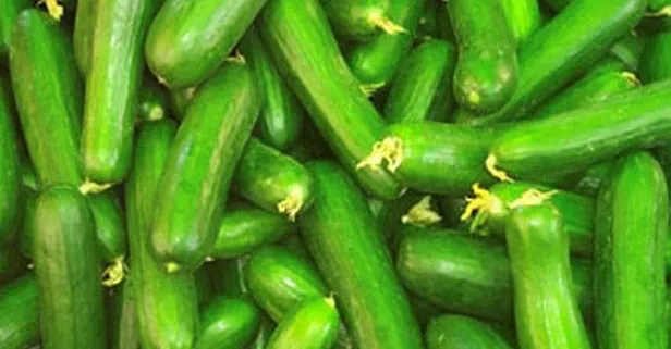 Pankreasın ilacı salatalık