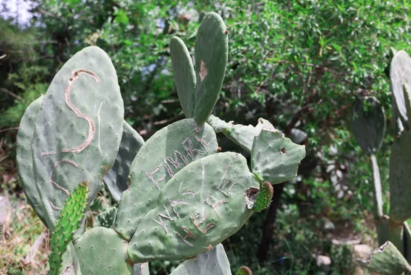 kafaya-bak-asklari-olumsuz-olsun-diye-antalya-olimpos-antik-kentinde-opuntia-turu-kaktuslere-isimlerini-yazip-1651906815166.jpg Kafaya bak! Aşkları ölümsüz olsun diye Antalya Olimpos Antik Kenti'nde Opuntia türü kaktüslere isimlerini yazıp şekil çizdiler-4