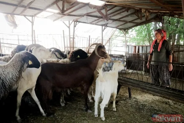 Evde canı sıkılan kadın 4 bileziğini satıp hayvancılık işine girdi! 5 milyon liralık servet sahibi oldu - 15