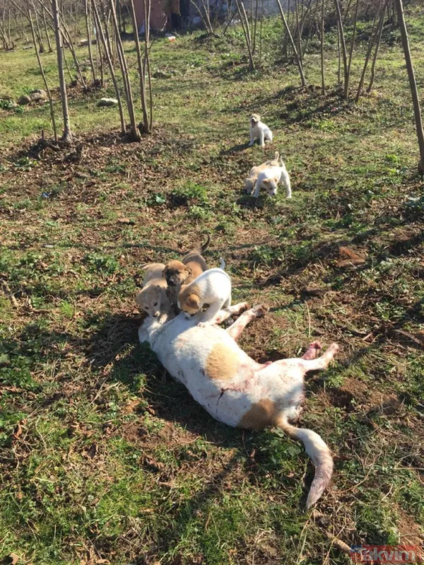 Duygulandıran görüntü! Pompalı tüfekle öldürülen köpeğin 7 yavrusu başından ayrılmadı - 6