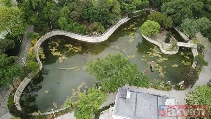 İstanbul’daki Yıldız Parkı’nda tepki çeken görüntler! Ölü martılar ve yosun dolu havuz...