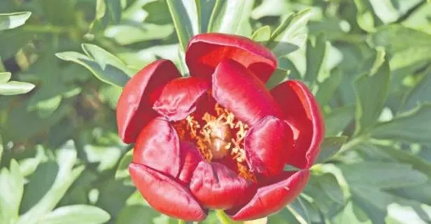 Koparana 73 bin ceza