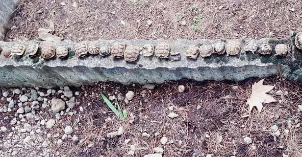 Isparta’da mezarlıkta betona dizili 23 kaplumbağa ölüsü bulundu