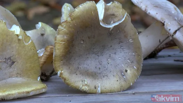 50 gramı bile insanı öldürebiliyor! 29 binden fazla mantar türü yenmiyor: İnsanları öldüren mantarların yüzde 95'i köygöçüren mantarı - 8
