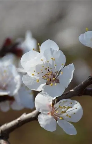 "Dünya kayısı başkenti" Malatya'da kayısı ağaçları çiçek açtı