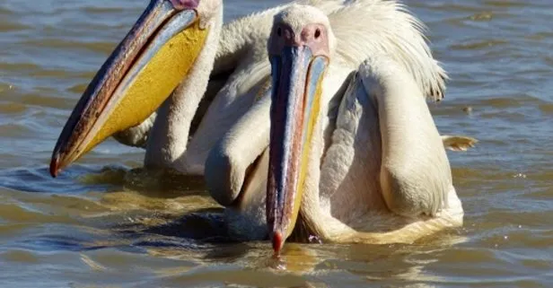 Senegal’de 750 pelikanın kuş gribi yüzünden telef olduğu ortaya çıktı