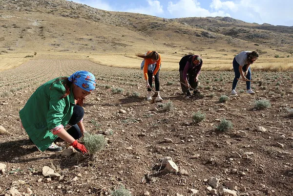 ABD’den öğretim üyeliğini bırakıp geldi! Burdur’da susuz tarım projesiyle girişimci oldu - 1