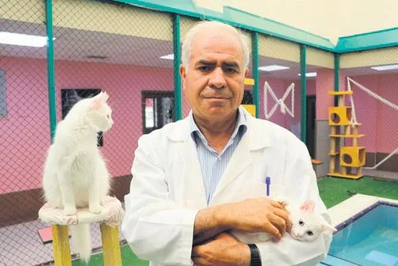 Helsinki Üniversitesi, kedileri inceledi! "En saldırganı Van Kedisi" dedi-2