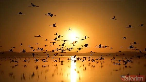 Yapay zeka kuşların evrimini geriye çekti! İlk uçuşun kökeni 60 milyon yıl öncesine ait - 2