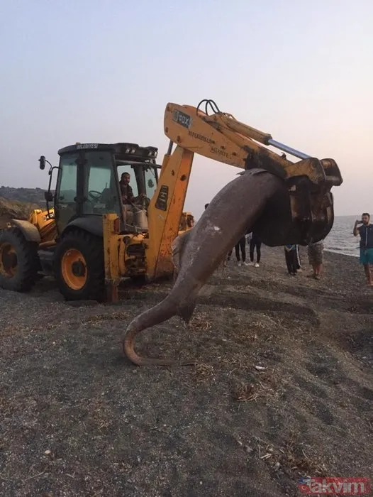 Görenler şoke oldu! İzmir'de karaya vurdu - 1