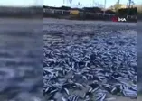 Şili'de binlerce ölü balık sahile vurdu