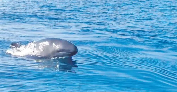 Yalancı katil balina 25 yıl sonra Ege’de ilk kez görüntülendi