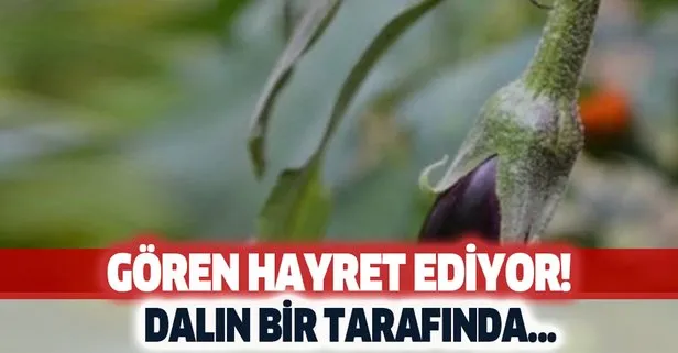 Patlıcan tohumu olarak dikmişti! Dalın öteki yanında...