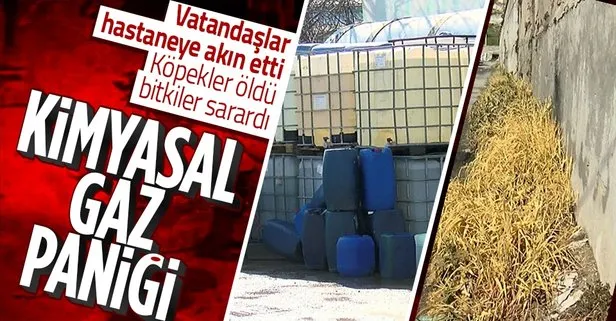 İstanbul’un ortasında kimyasal gaz paniği! Köpekler öldü bitkiler sarardı! Vatandaş hastanelere akın etti