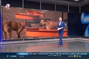 Ankara Valiliği ''Kuduz Köpek'' açıklaması!