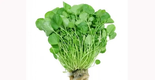 Gözlere şifa olan terenin faydaları saymakla bitmiyor!