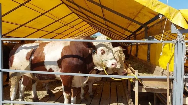 Kurban Bayramı tatili 9 gün mü oldu? Kurban Bayramı ne zaman, hangi ayda 2022? Kurban Bayramı tatili kaç gün, uzatıldı mı?-5