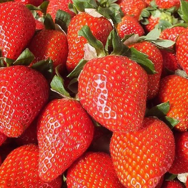 Pankreasın şıfası kırmızı