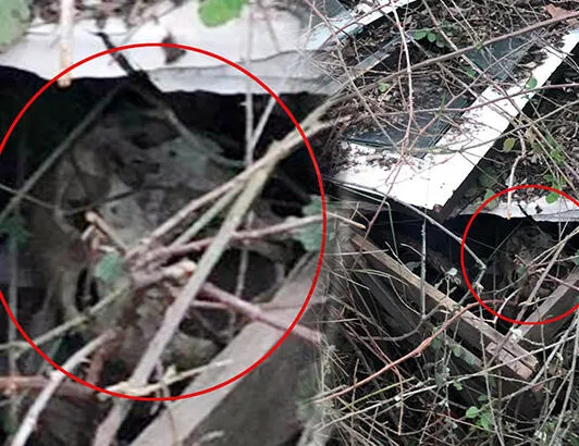 Çoban, dere kenarında buldu! İnsan kafatası...