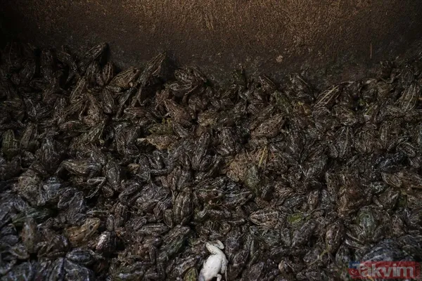 Günlük 900 lira kazanıyorlar! Türkiye'nin birçok ilinden toplanan kurbağalar Avrupa'ya ihraç ediliyor - 37