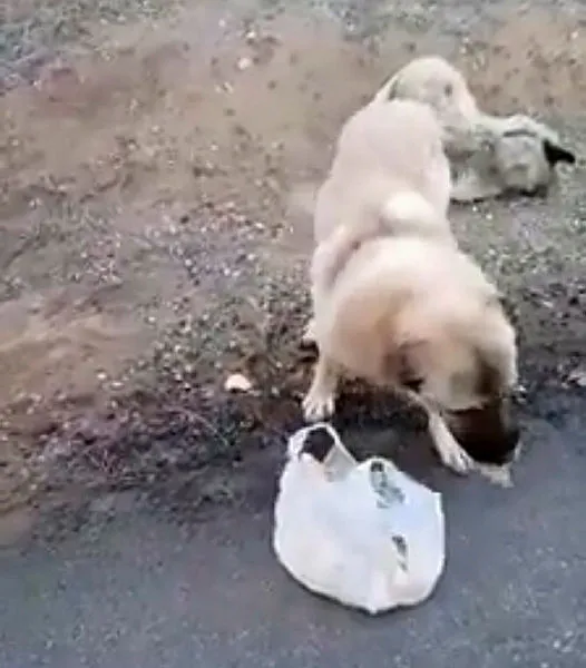 Yürek burkan görüntü! 4 gün boyunca böyle bekledi-1