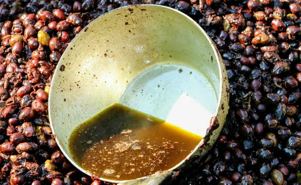 hatayda-dogada-kendiliginden-yetisen-defne-agacinin-meyvesi-yaga-donusturulug-litresi-100-liraya-satiliyor-1605765666197.jpg Hatay'da doğada kendiliğinden yetişen defne ağacının meyvesi yağa dönüştürülüğ litresi 100 liraya satılıyor-5