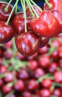 Türk kirazı Çin’de yok sattı