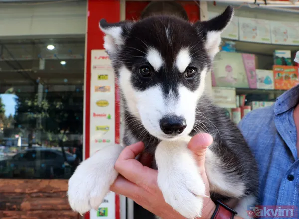 Satışı yasak olan hayvanları internetten satıyorlar - 15