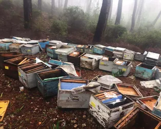 Muğla’da dehşet! Ayılar paramparça etti