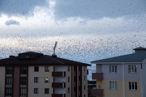 sehri-istila-ettiler-ardahanda-kargalar-korku-filmlerini-aratmiyor-1612940892324.jpg Şehri istila ettiler! Ardahan'da kargalar korku filmlerini aratmıyor-16