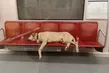 İBB’nin metroya doldurduğu köpekler turisti ısırdı mahkeme faturayı 3 kuruma çıkardı
