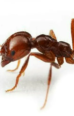 Rüyada karınca görmek ne anlama gelir? Rüyada karınca öldürmek ne anlama gelir?