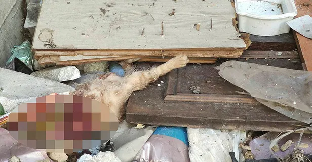 İstanbul'da kedi katliamı! Polis harekete geçti!