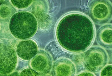 Korelilerin senelerdir uyguladı