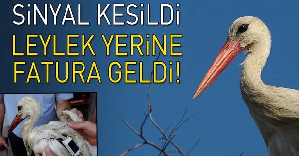 Bilimsel araştırma için verici takılan leylek 2300 euro telefon faturası getirdi