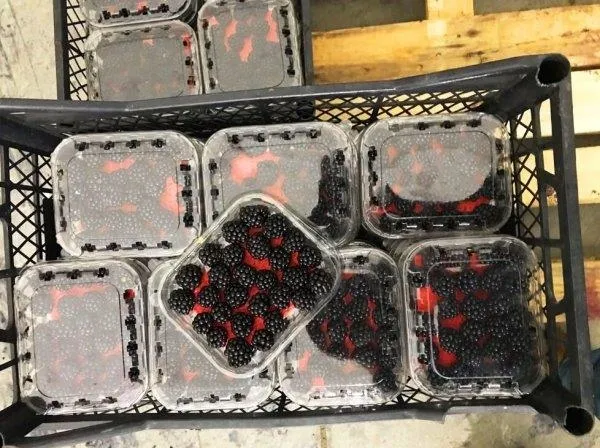 Türk böğürtlenini, Turkish Cargo dünyaya taşıyor-1
