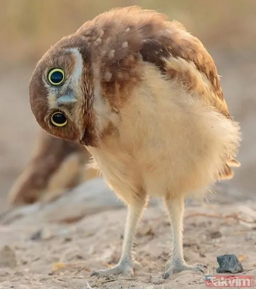 Kaplan akşam yemeği için ayıyı seçti fakat... Vahşi doğada Kaplan ile ayının şoke eden kavgası kapışması! - 17