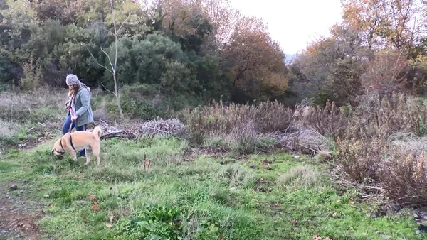 istanbulda-dehset-goruntu-yemek-yerken-tekrar-dusunun-sariyerde-yol-kenarinda-kesilmis-at-parcalari-bulundu-1637658828779.jpg İstanbul'da dehşet görüntü! Yemek yerken tekrar düşünün: Sarıyer'de yol kenarında kesilmiş at parçaları bulundu-11