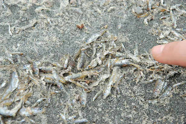 dunyada-sadece-burdur-golunde-tamamen-yok-olmak-uzere-1605418699575.jpg Dünyada sadece Burdur Gölü'nde bulunuyor! Tamamen yok olmak üzere...-5