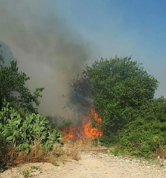 son-dakika-muglanin-bodrum-ilcesinde-makilik-alanda-yangin-cikti-1591455875611.jpg Son dakika: Muğla'nın Bodrum ilçesinde makilik alanda yangın çıktı-2