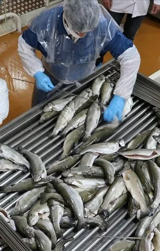 Su ürünlerinden 7 ayda 548 milyon dolarlık ihracat