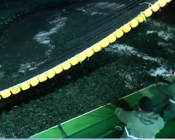 canakkalede-yeni-sezonun-ilk-avinda-5-ton-sardalya-yakaladilar-1598926910124.jpeg Çanakkale’de yeni sezonun ilk avında 25 ton sardalya yakaladılar-2