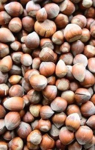 En fazla fındık İtalya’ya gitti