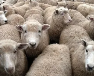 Kurban Bayramı ne zaman, ayın kaçında başlayacak? Kurban Bayramı tatili kaç gün olacak? İşte son durum